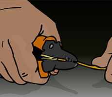Cable Stripping